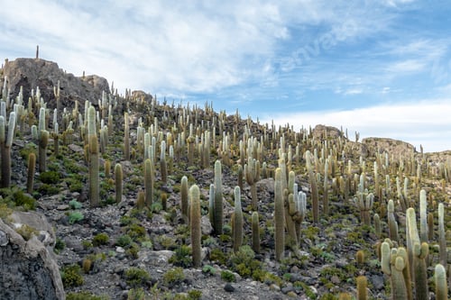 Vorschau: Incahuasi Cactus Island in der Salzebene Salar de Uyuni - Departamento Potosi, Bolivien
