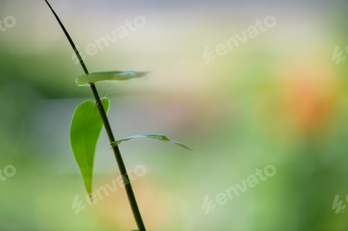Preview: Bamboo leaves