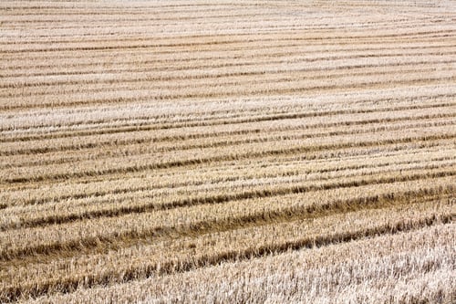 Preview: Stubble in a harvested wheat field, full frame.