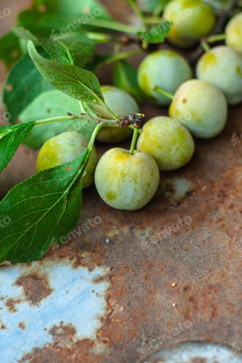 Preview: Plum, Fruit Cut (White Grade Plums, Yellow Pulp). Top View. Food Background. Copy Space