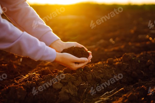 Preview: Hand of expert farmer collect soil. Farmer is checking soil quality before sowing. Agriculture.