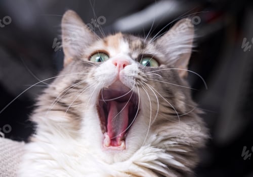 Preview: Cute calico cat, pet animal.