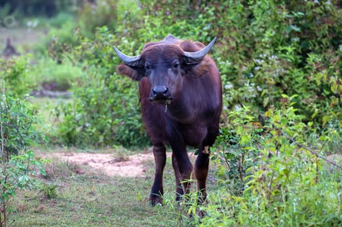 Preview: Asian water buffalo or Bubbalus bubbalis in mud