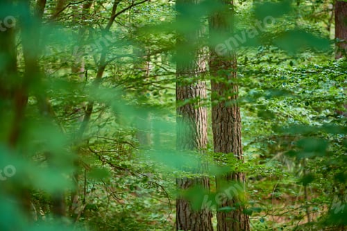 Preview: The forest in springtime