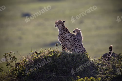 Preview: Adorable shot of a little cheetah on its mother's back standing on a height