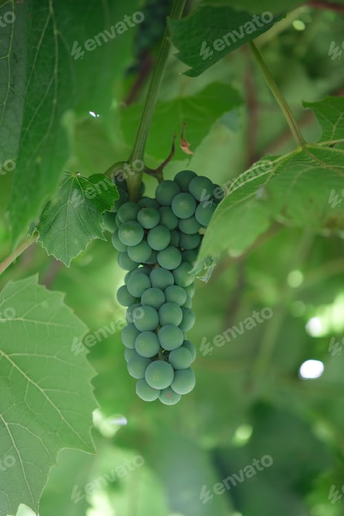 Preview: Bunch of unripe green grapes Isabella