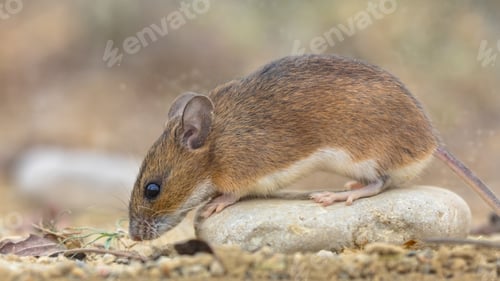 Preview: yellow-necked mouse on rock