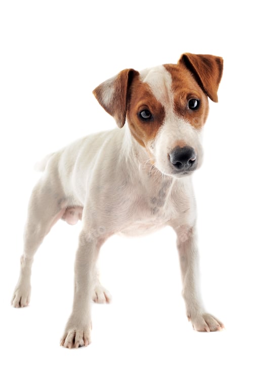 Preview: jack russel terrier