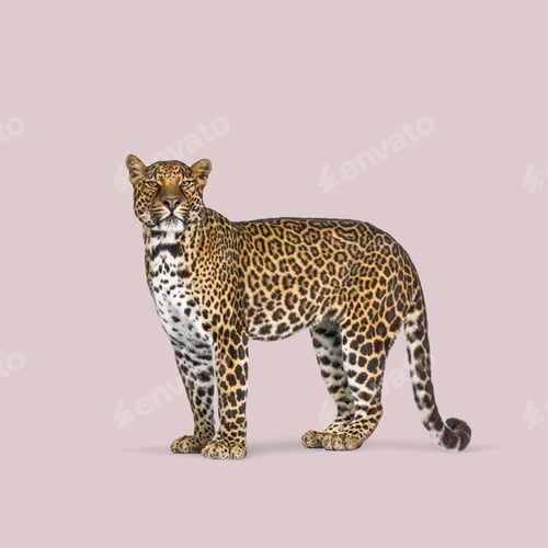 Preview: Studio shot of a majestic leopard standing against a solid pink background