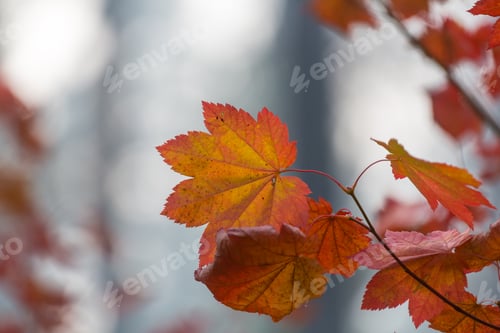 Preview: Autumn leaves