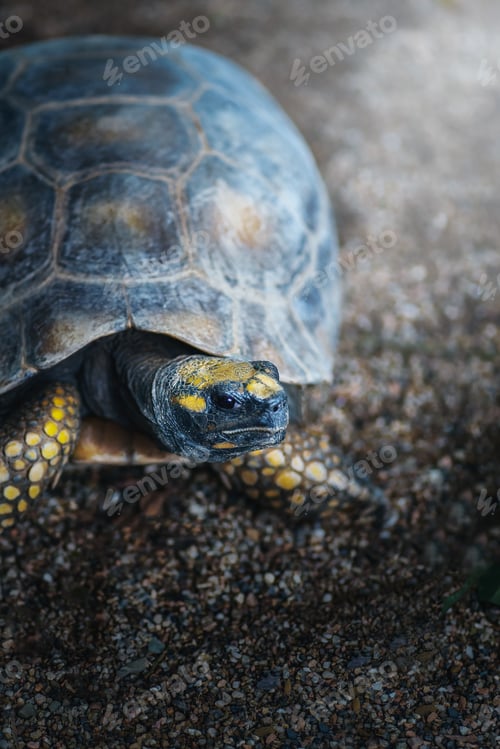 Preview: Yellow footed Tortoise (Chelonoidis denticulata)