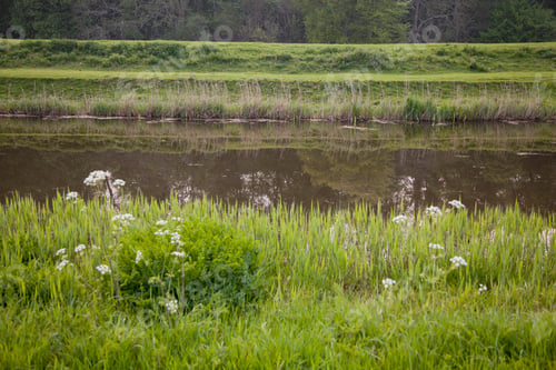 Preview: Tall grass growing on river bank