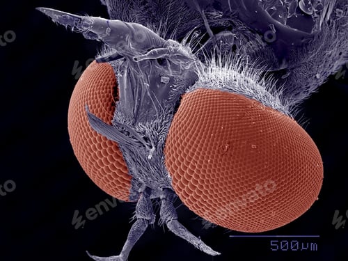 Preview: Head of Robber fly, Asilidae SEM