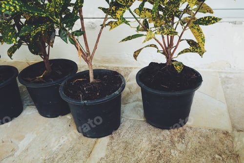 Preview: Green tropical plants in black pots