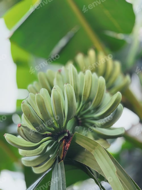 Preview: Banana tree