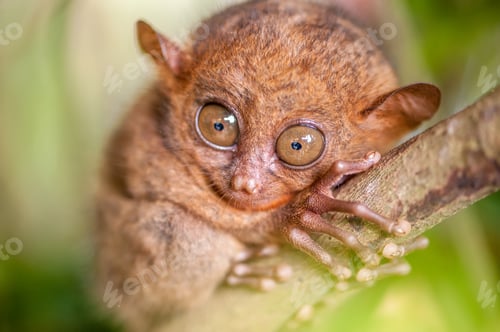 Preview: Tarsier monkey in natural environment