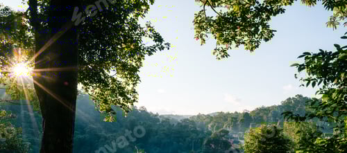 Preview: Nature background,leaf grass and green trees background