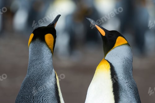 Preview: Two penguins engaged in a facetoface encounter.