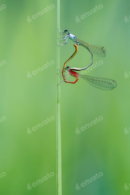 Preview: damselfly