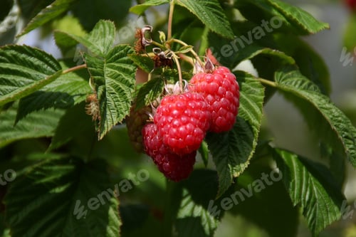 Preview: Closeup of raspberries in the sun