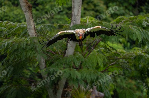 Preview: A King Vulture in Rainforest in Costa Rica