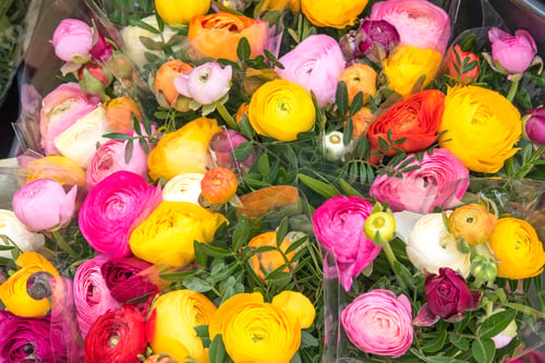 Preview: Colorful roses for sale at a market
