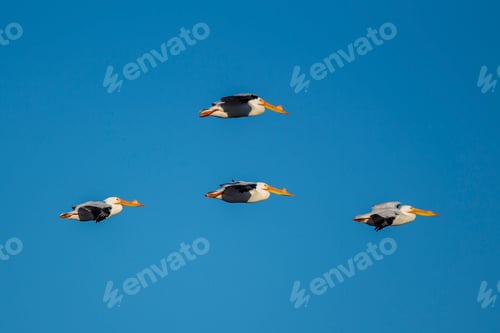 Preview: White pelicans in formation.