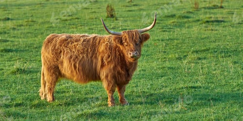 Preview: Highland cows