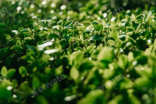 Preview: Green leaves of the bush