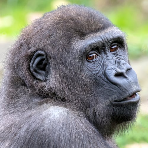 Preview: Beautiful Back gorilla in natural habitat