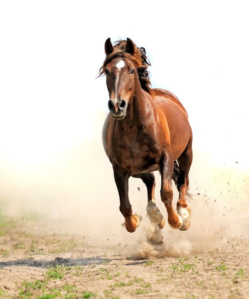 Preview: horse, mare, wilderness, stallion