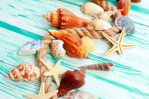 Preview: Different sea shells on color wooden background
