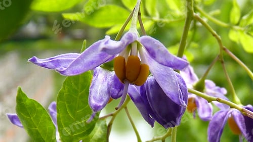 Preview: Closeup shot of blooming purple Dianella revoluta flowers in the greenery