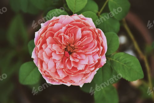 Preview: Pink rose close-up against the background of green foliage lit by natural sunlight. Beautiful flower