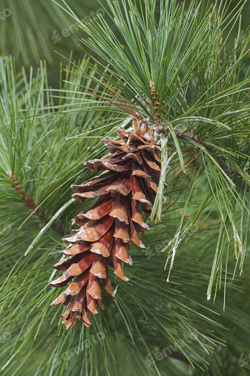 Preview: Ayacahuite Pine (Pinus Ayacahuite). Called Mexican White Pine Also