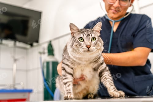 Preview: Veterinarian examining kitten with stethoscope in veterinary clinic