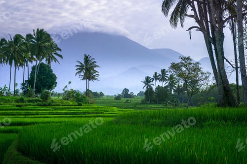 Preview: beautiful morning view from Indonesia of mountains and tropical forest
