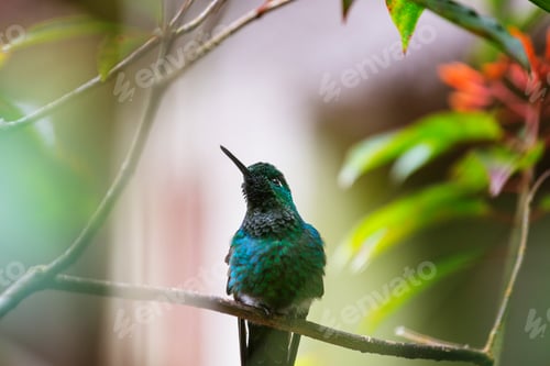 Vista previa: Kolibri