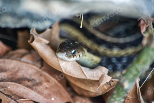 Preview: Nominated ⭐️⭐️⭐️
Tiny little snake camouflaged in the twigs and dried leaves of the woods