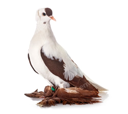 Preview: Cigogne de Saxe in studio