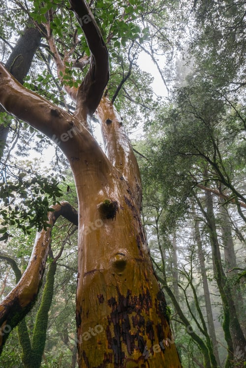 Preview: Madrone tree on a rainy day