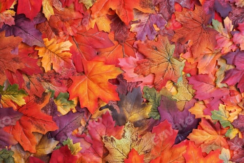 Preview: leaves, autumn, fall leaf, colours, overlay