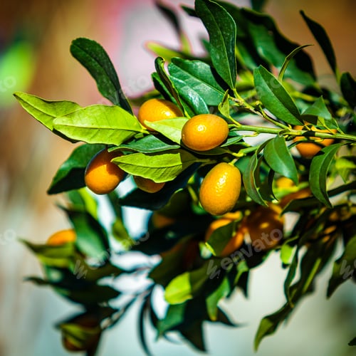 Preview: Small tangerine tree. Fortunella margarita Kumquats
