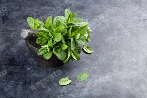 Preview: Fresh garden mint