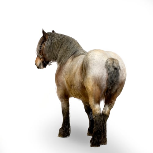 Preview: Carthorse
