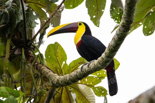 Preview: toucan, bird, colours, tropics