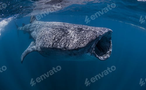 Preview: Whale shark near Isla Mujeres, Mexico