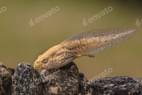 Preview: Tadpole of Phelophylax frog