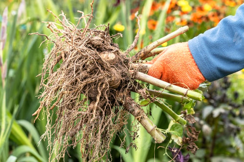 Preview: Hands hold dahlia tubers, just dug out of the ground for winter storage.