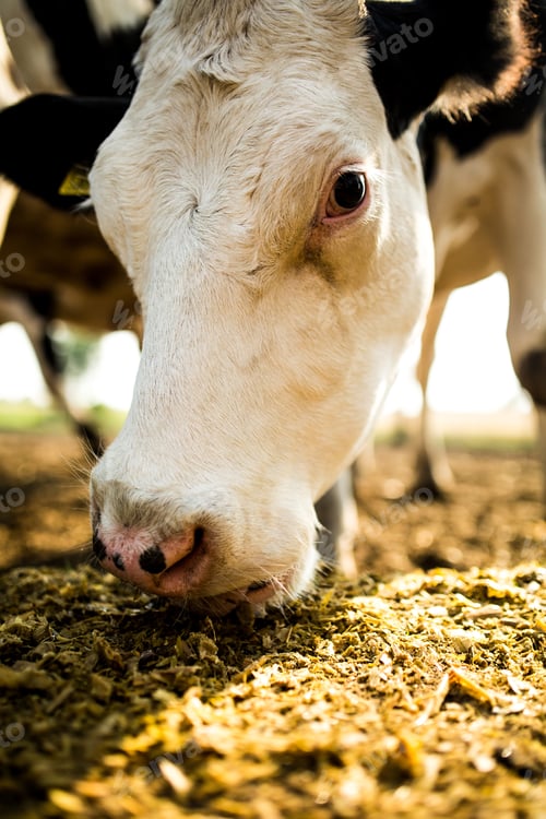 Preview: Close up on a cow on a dairy farm.